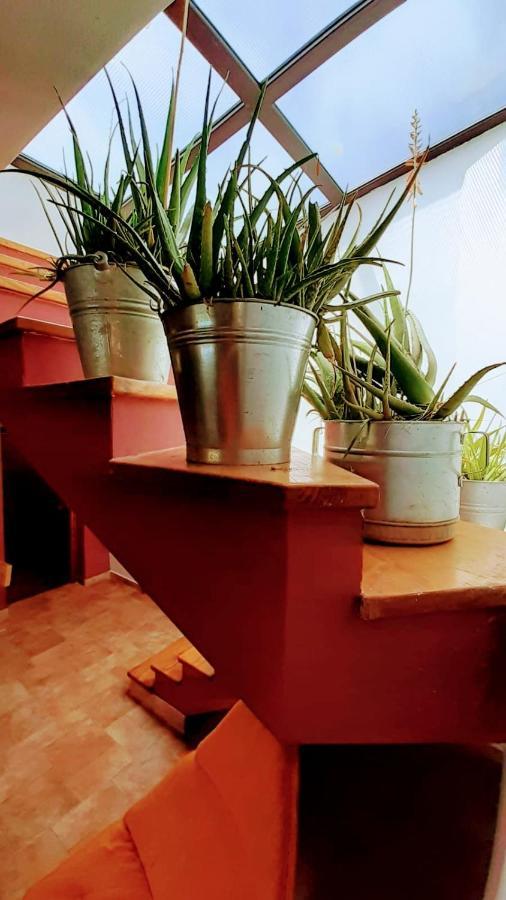 Zelena Kuca- House Villa Ližnjan